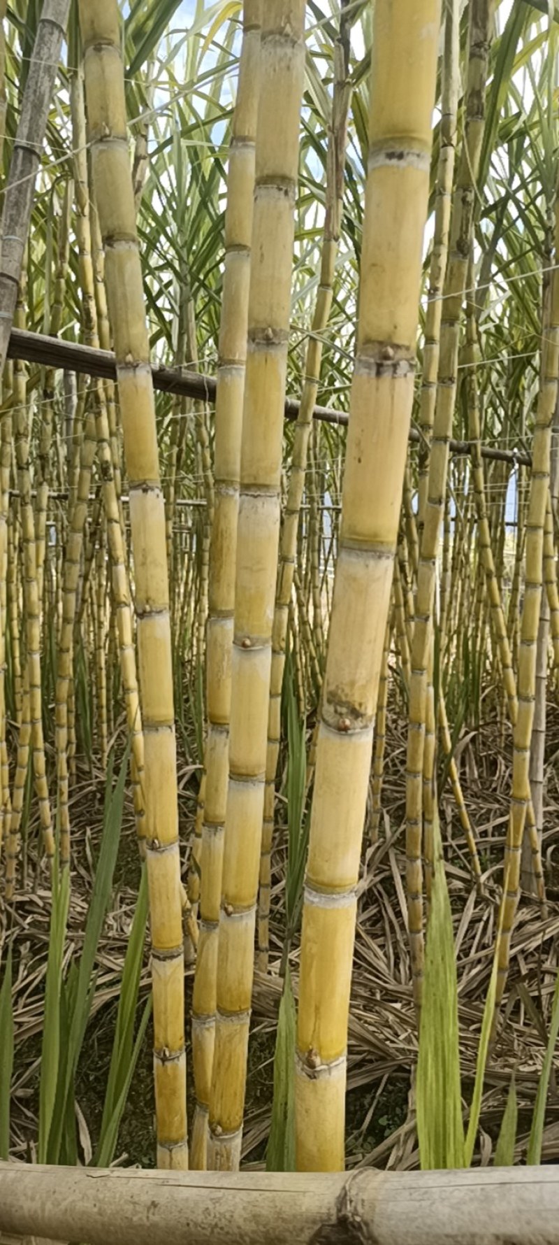 《实力商家》广东黄皮甘蔗，市场货电商货，榨汁黄皮