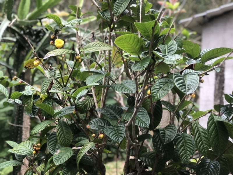 茶花熊猫，湘田金花茶