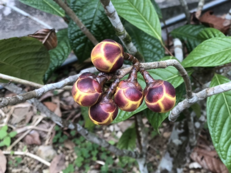 茶花熊猫，湘田金花茶