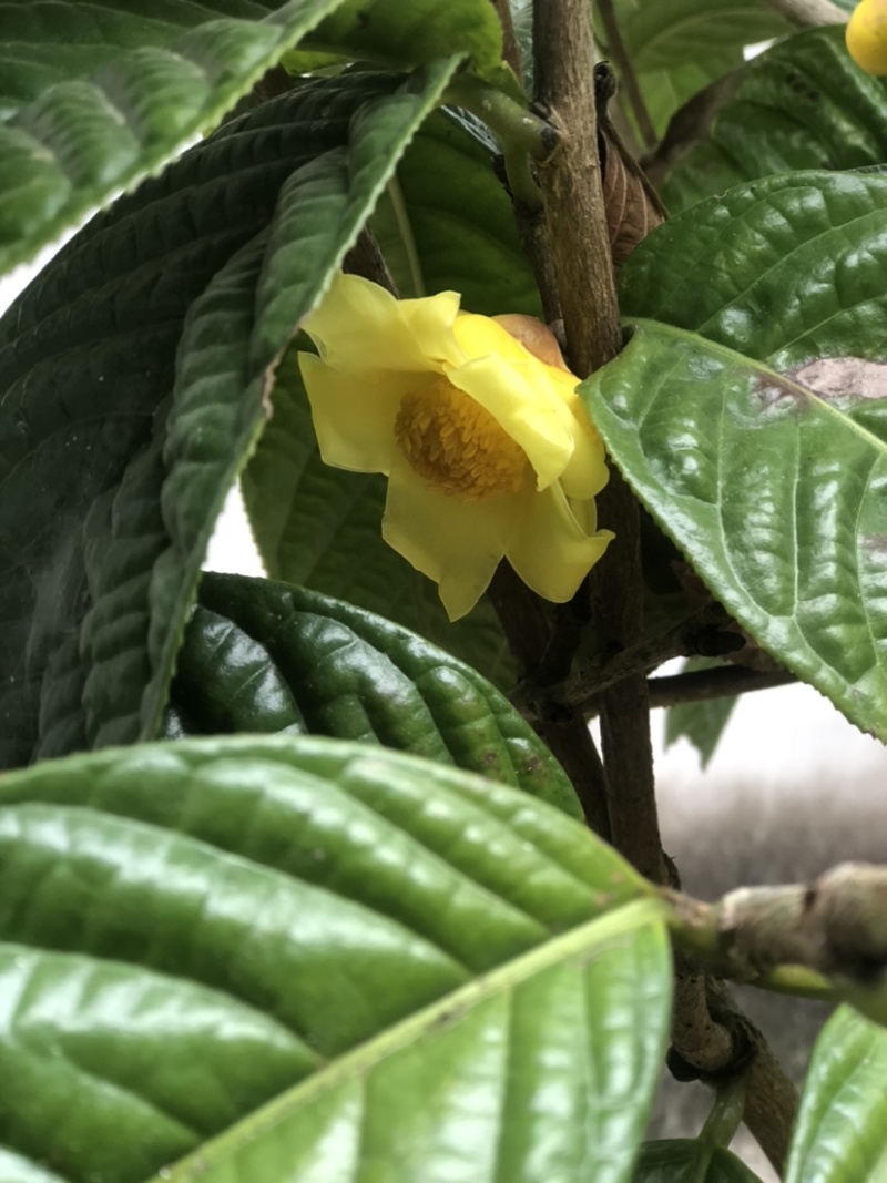 茶花熊猫，湘田金花茶