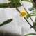 茶花熊猫，湘田金花茶