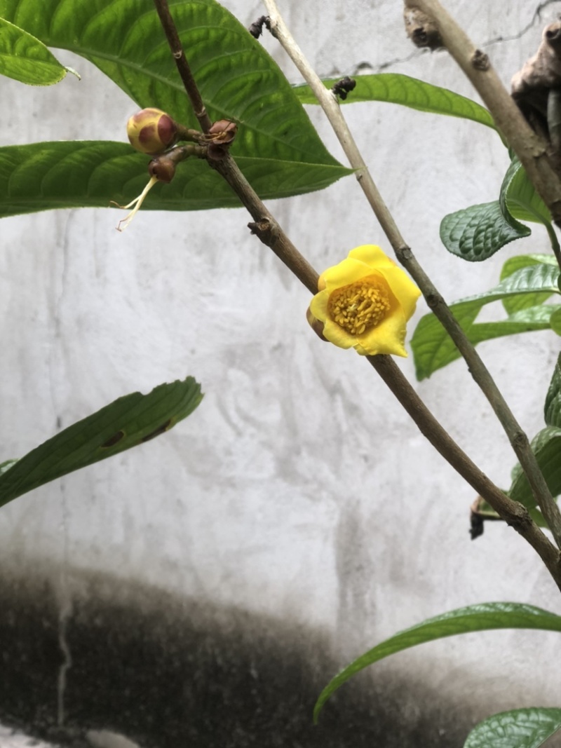 茶花熊猫，湘田金花茶