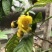 茶花熊猫，湘田金花茶