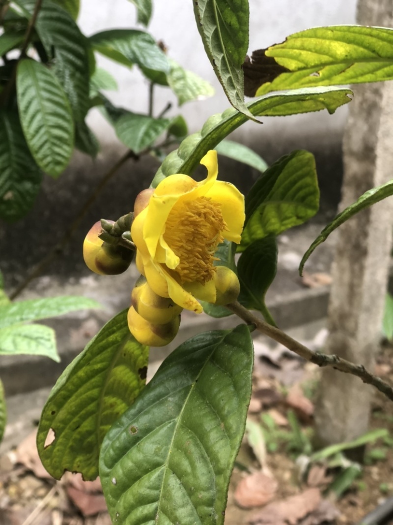 茶花熊猫，湘田金花茶