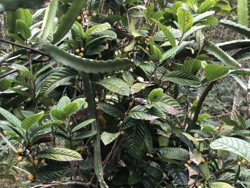 茶花熊猫，湘田金花茶