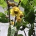 茶花熊猫，湘田金花茶