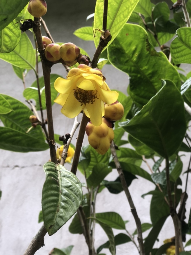 茶花熊猫，湘田金花茶