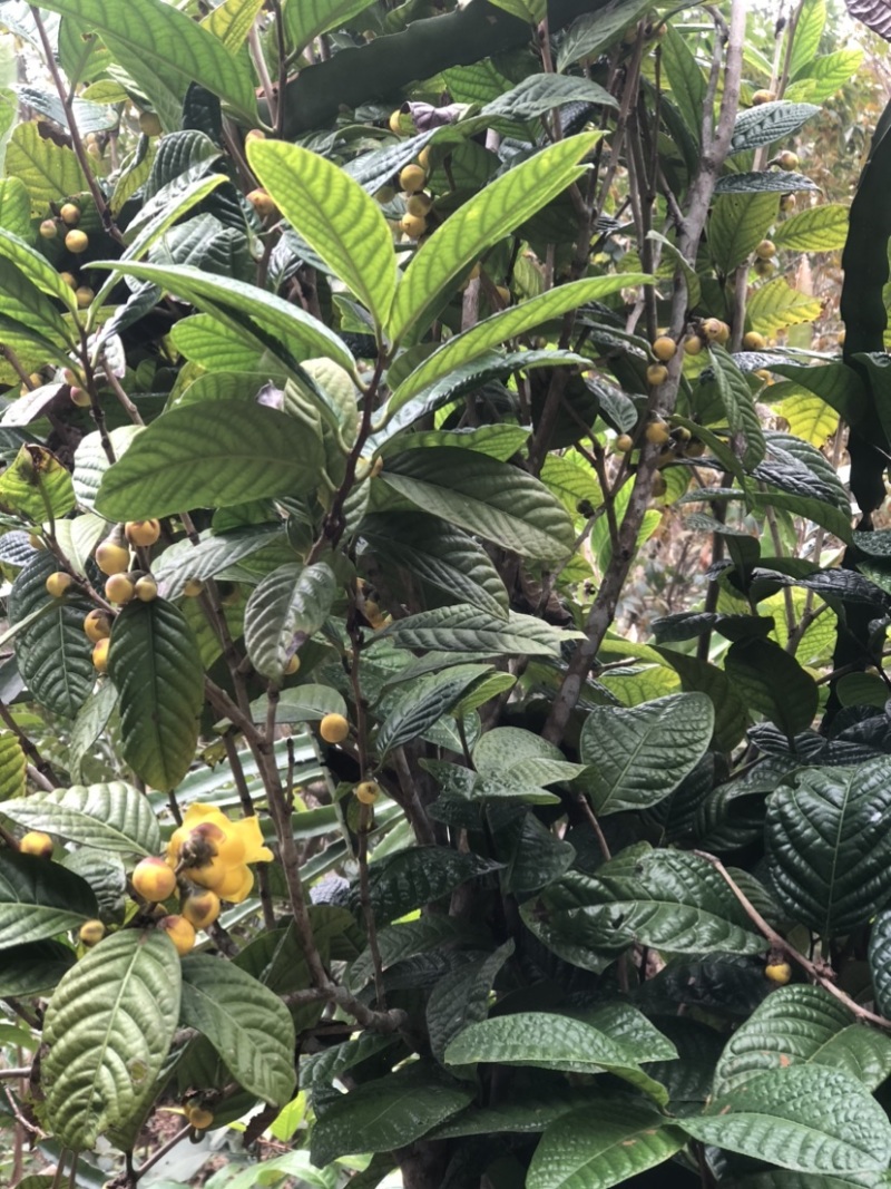 茶花熊猫，湘田金花茶