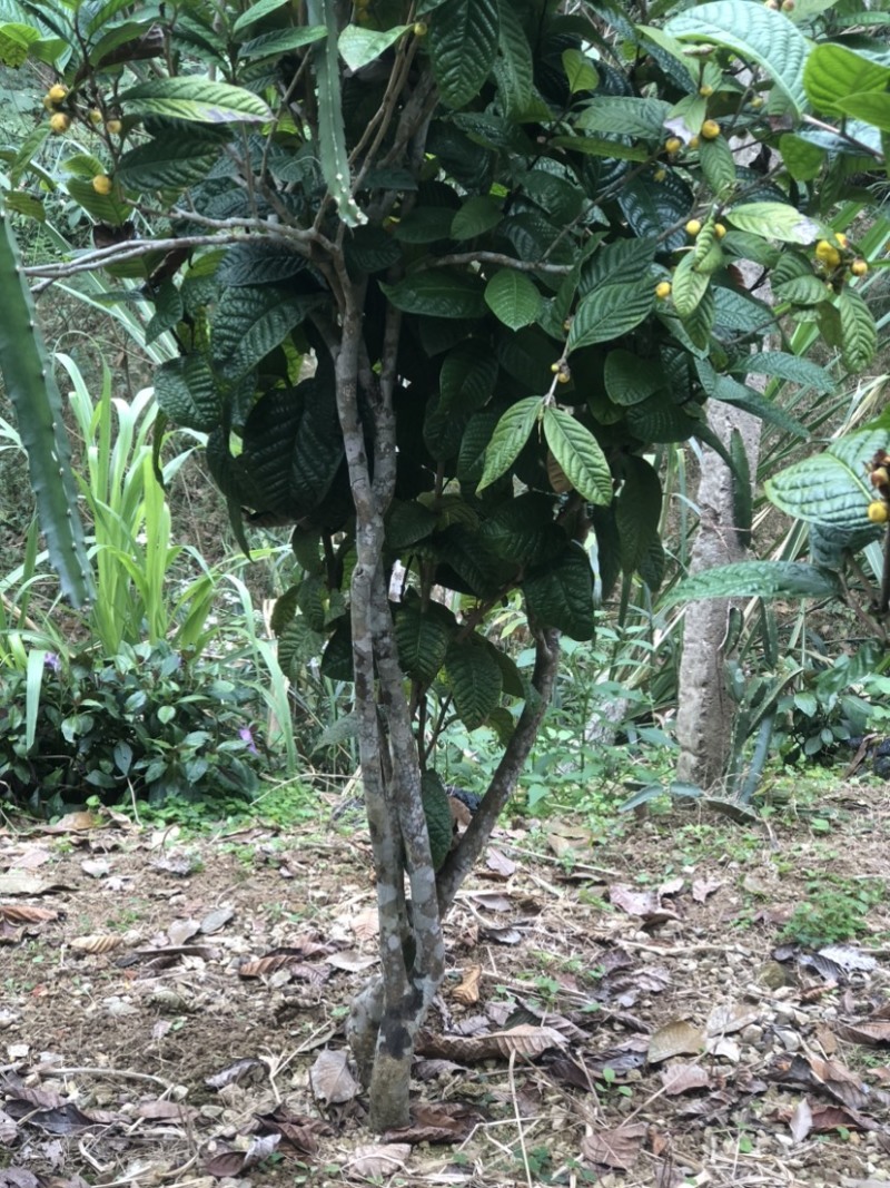 茶花熊猫，湘田金花茶