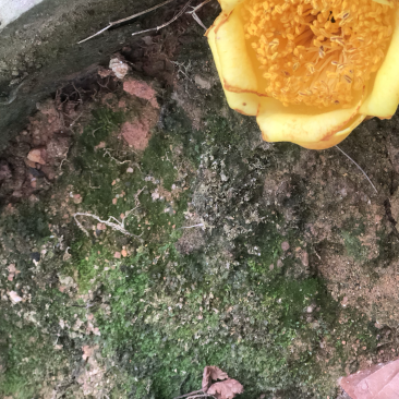 茶花熊猫，湘田金花茶