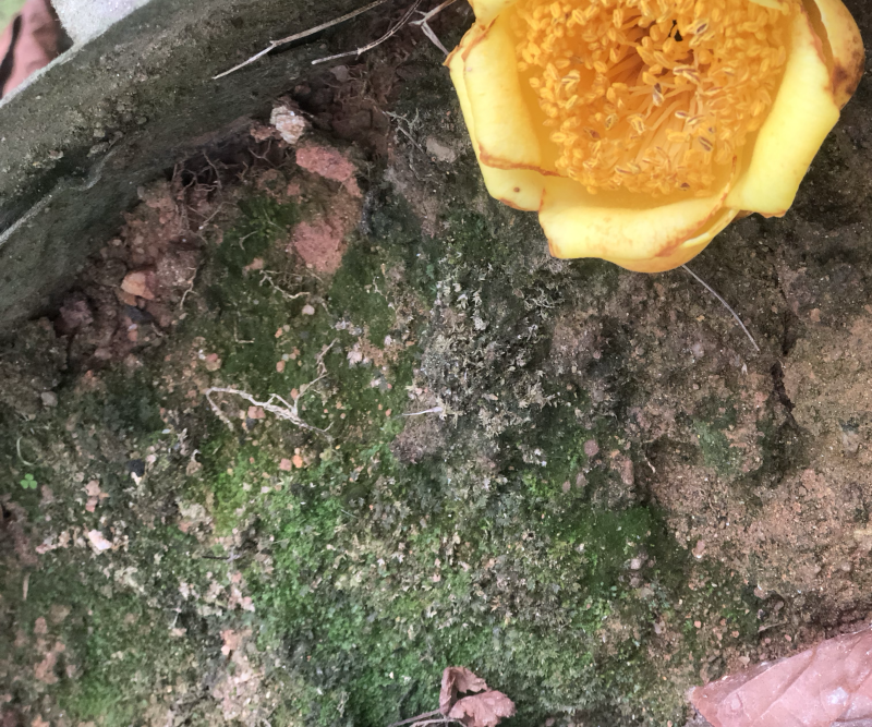 茶花熊猫，湘田金花茶
