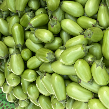 广东湛江优质青茄鲜嫩无籽现摘现发货源稳定大量上市