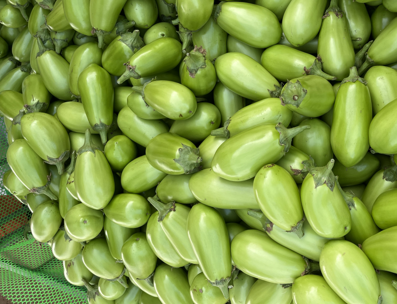 广东湛江优质青茄鲜嫩无籽现摘现发货源稳定大量上市
