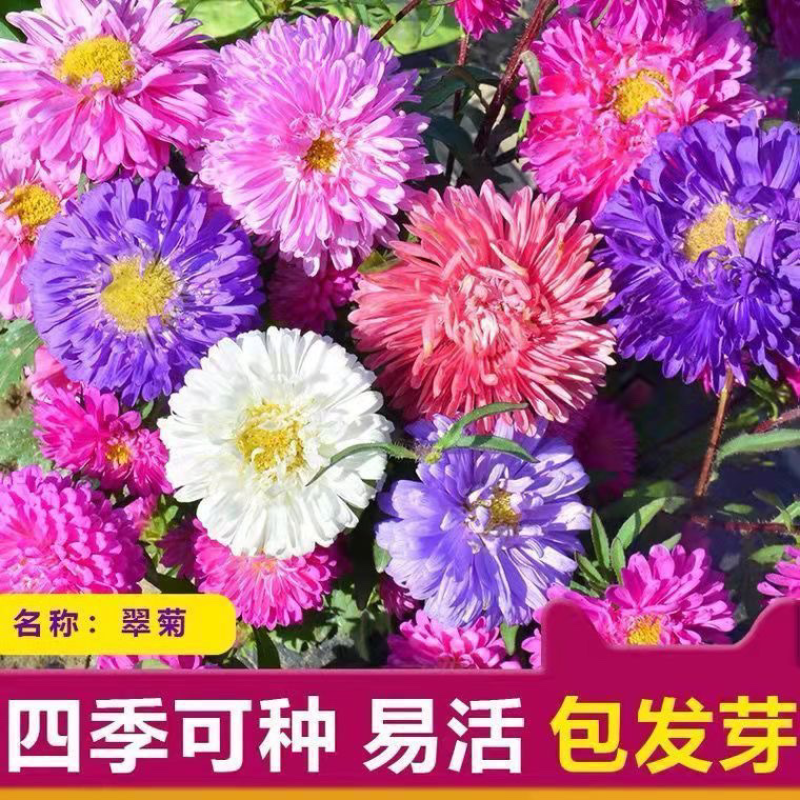 翠菊种子菊花种子简单易种花海热门量大可货到付款包邮