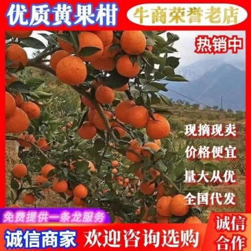 汉源黄果柑大量上市产地直销诚信经营