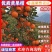 汉源黄果柑大量上市产地直销诚信经营
