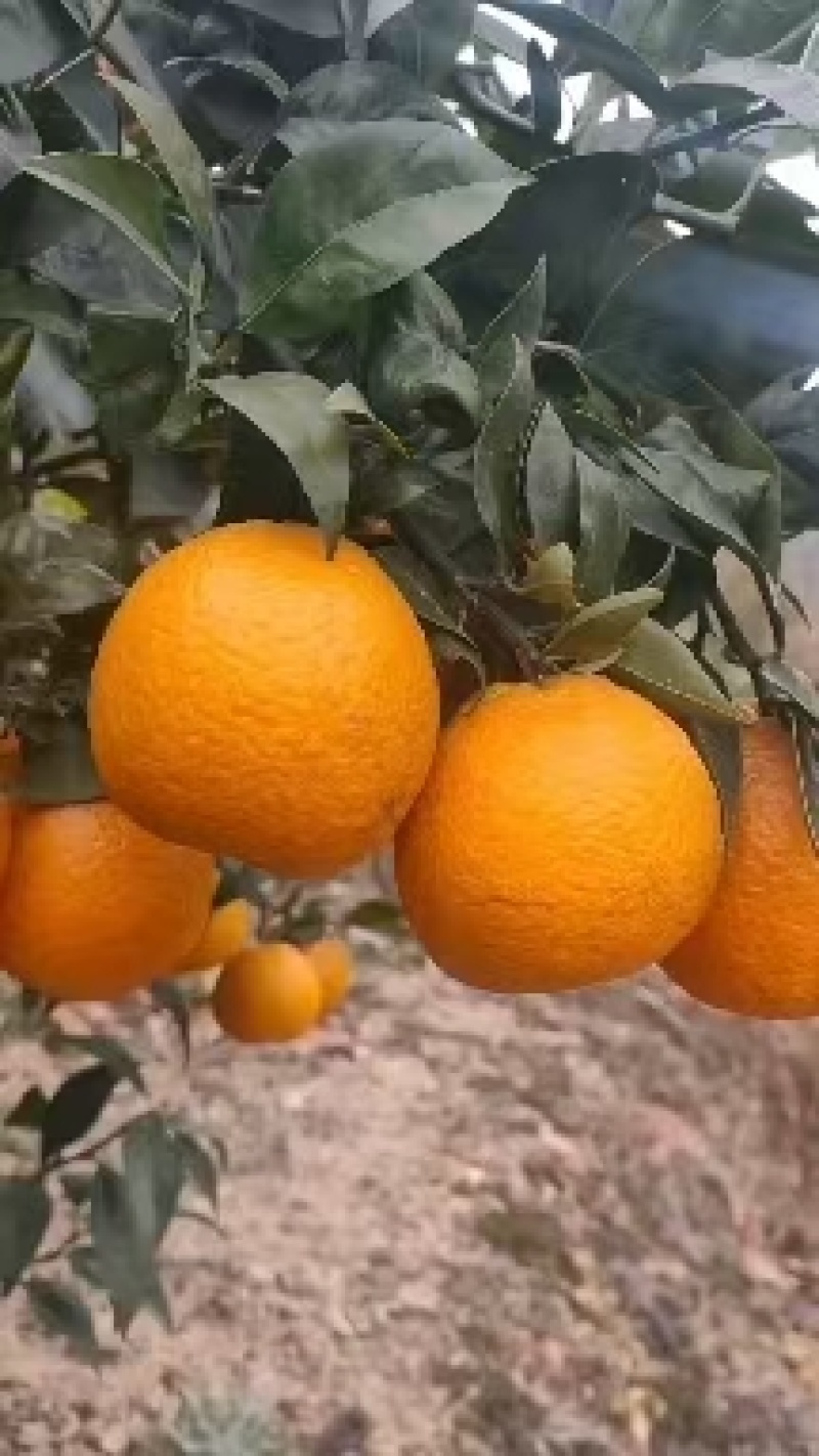 汉源黄果柑大量上市产地直销诚信经营