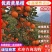 汉源黄果柑大量上市产地直销诚信经营