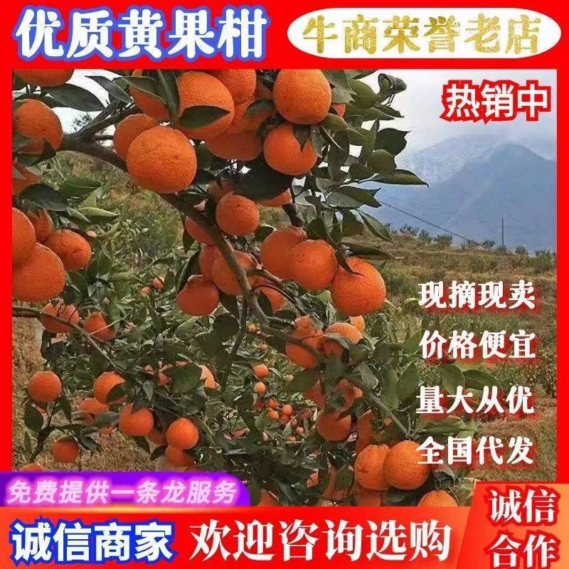 汉源黄果柑大量上市产地直销诚信经营