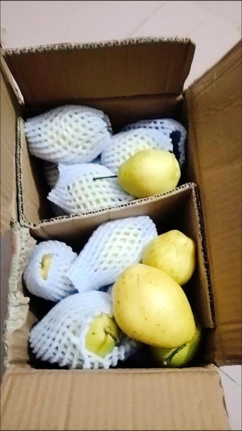 酥梨质量保证价格实惠全国发货欢迎咨询联系