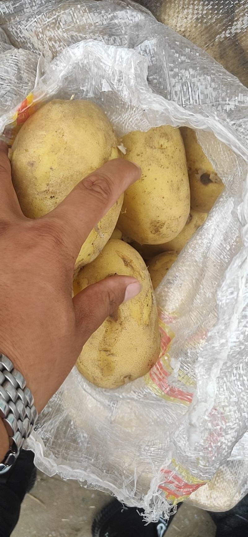 黄皮黄心，荷兰希森沃土微七大量上市。