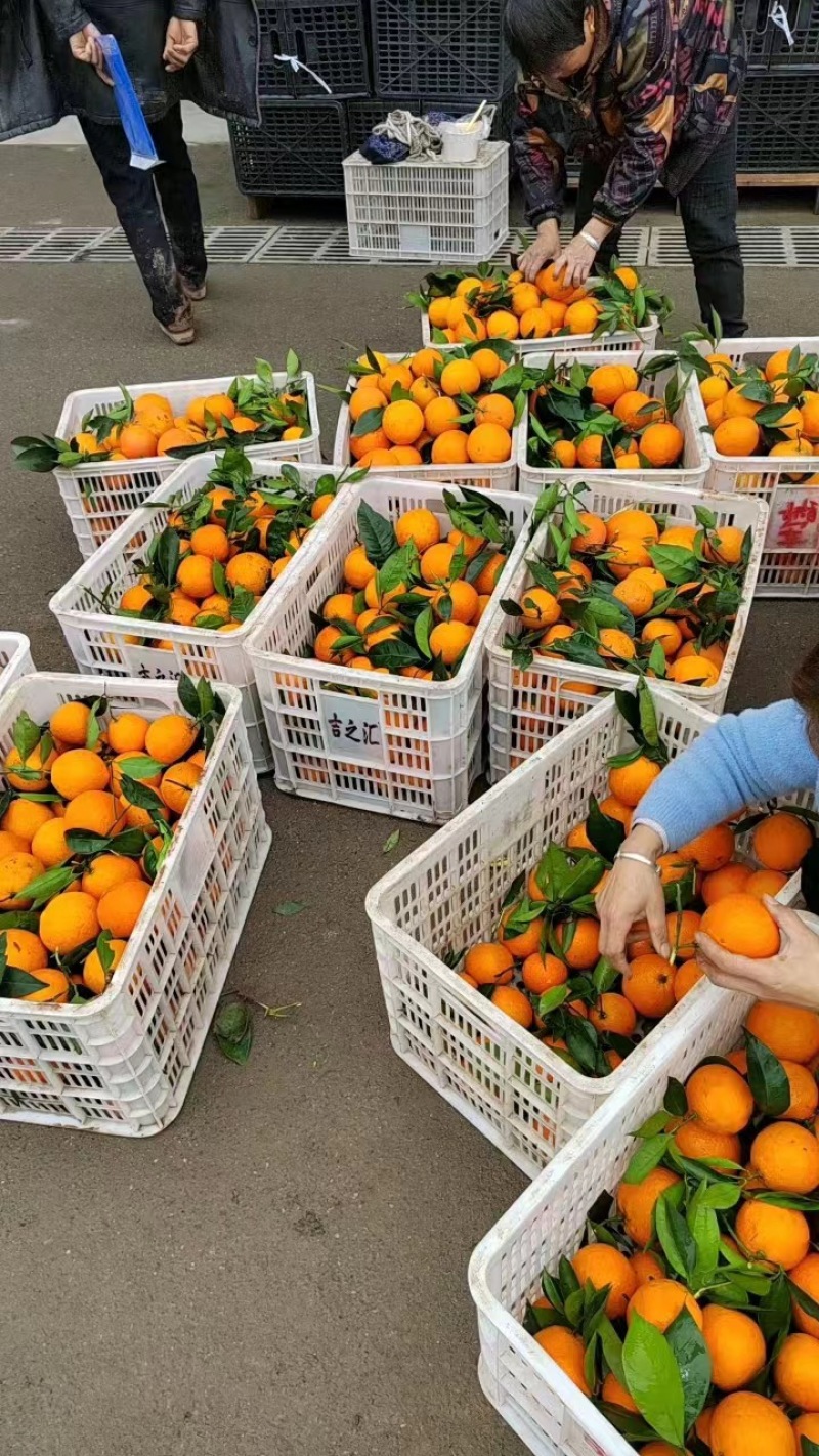 【优质】奉节脐橙大量上市供应电商市场全国代发