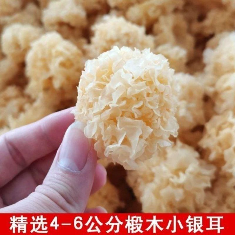 仿通江银耳，美味小朵银耳