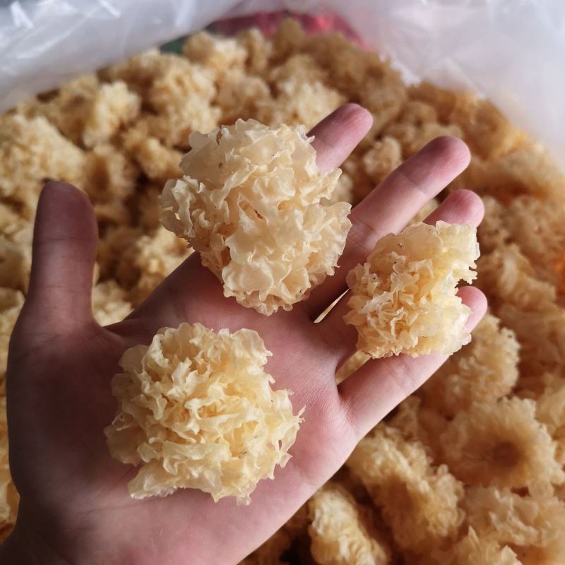 仿通江银耳，美味小朵银耳