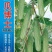 旱黄瓜种子英雄好悍无苦味嫩绿色脆甜强雌结瓜多早熟