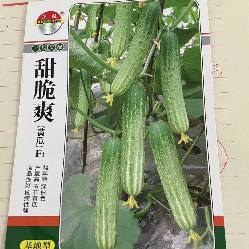 水果黄瓜种子甜脆爽全雌节节有瓜靑绿白瓜条顺直无苦味