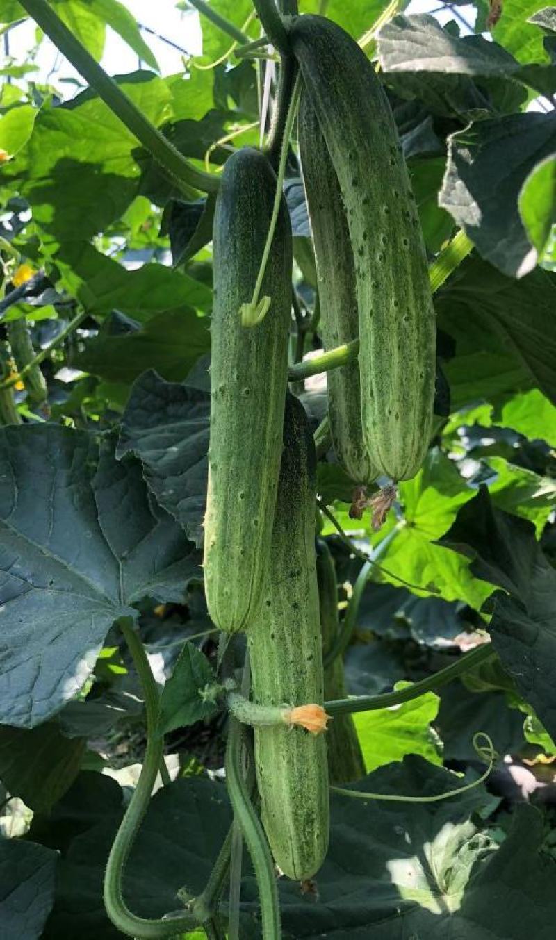 水果黄瓜种子甜脆爽全雌节节有瓜靑绿白瓜条顺直无苦味