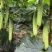 水果黄瓜种子甜脆爽全雌节节有瓜靑绿白瓜条顺直无苦味
