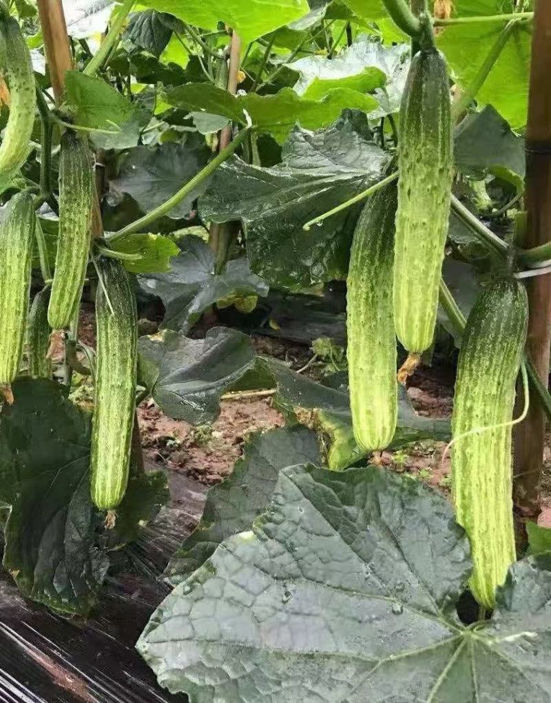 水果黄瓜种子甜脆爽全雌节节有瓜靑绿白瓜条顺直无苦味