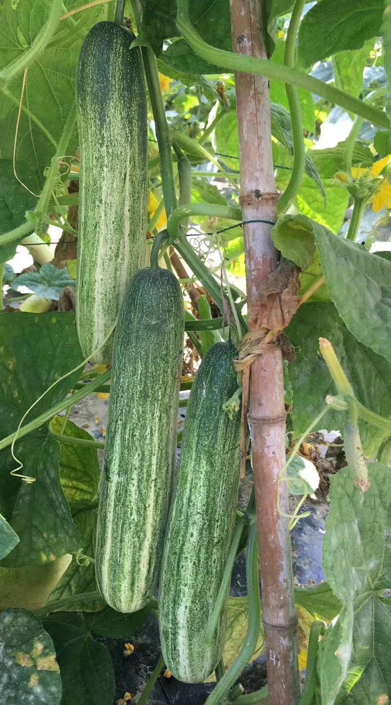 水果黄瓜种子甜脆爽全雌节节有瓜靑绿白瓜条顺直无苦味