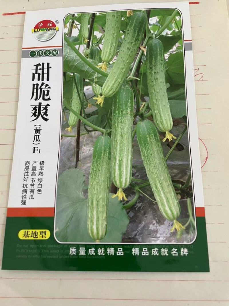 水果黄瓜种子甜脆爽全雌节节有瓜靑绿白瓜条顺直无苦味