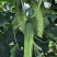 水果黄瓜种子甜脆爽全雌节节有瓜靑绿白瓜条顺直无苦味