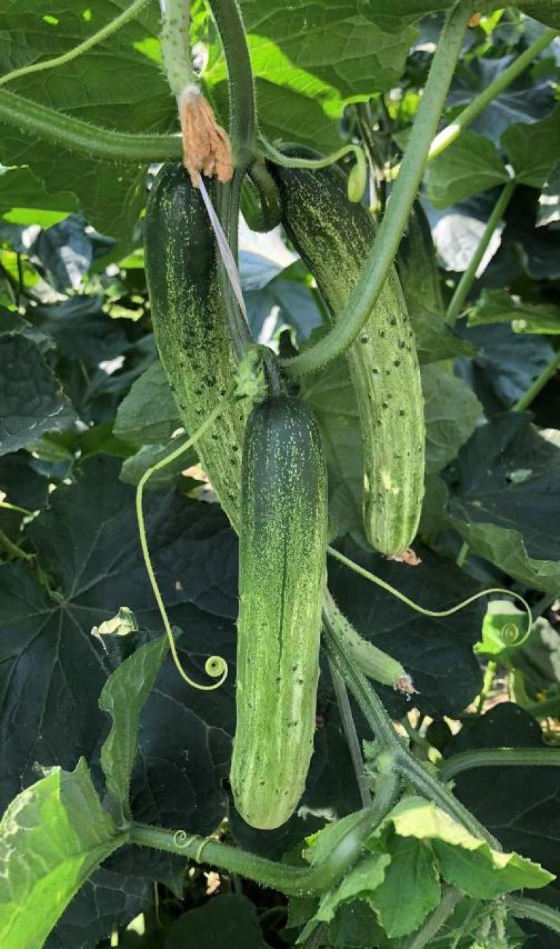 水果黄瓜种子甜脆爽全雌节节有瓜靑绿白瓜条顺直无苦味
