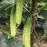 水果黄瓜种子甜脆爽全雌节节有瓜靑绿白瓜条顺直无苦味