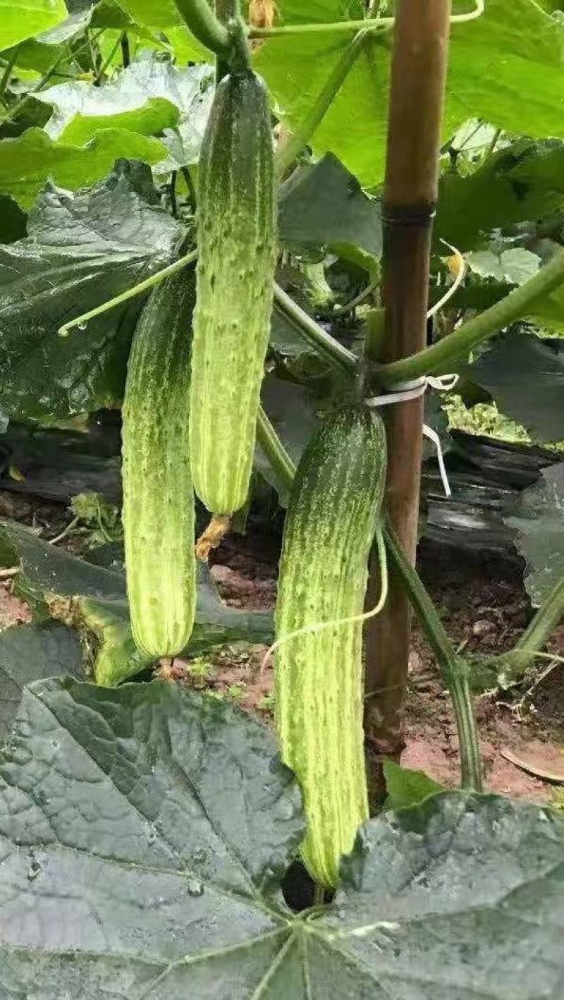 水果黄瓜种子甜脆爽全雌节节有瓜靑绿白瓜条顺直无苦味