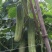 水果黄瓜种子甜脆爽全雌节节有瓜靑绿白瓜条顺直无苦味