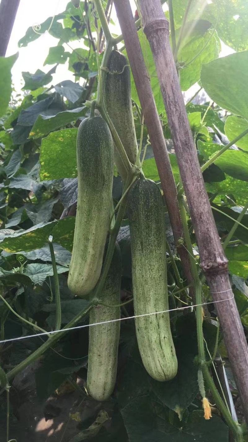 水果黄瓜种子甜脆爽全雌节节有瓜靑绿白瓜条顺直无苦味