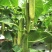 水果黄瓜种子甜脆爽全雌节节有瓜靑绿白瓜条顺直无苦味