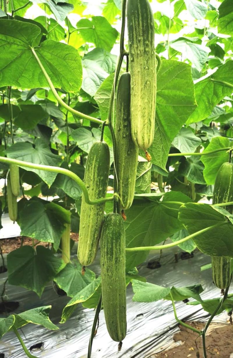 水果黄瓜种子甜脆爽全雌节节有瓜靑绿白瓜条顺直无苦味