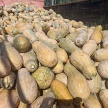 蜜本南瓜，精品货，可视频看货，可下产地，欢迎合作