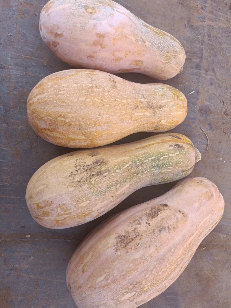 蜜本南瓜，精品货，可视频看货，可下产地，欢迎合作