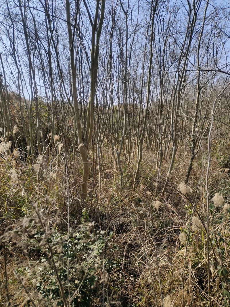 常德红花紫薇苗各种规格产地直发全国发货欢迎致电咨询