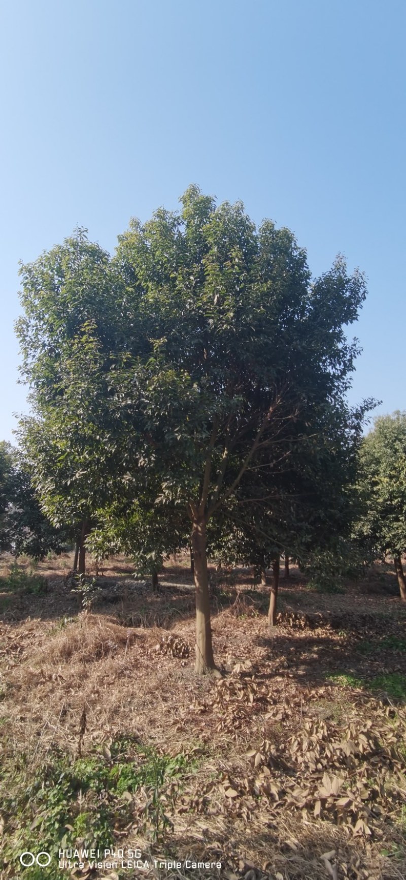 成都天竺桂基地直发价格优惠欢迎咨询实地考察