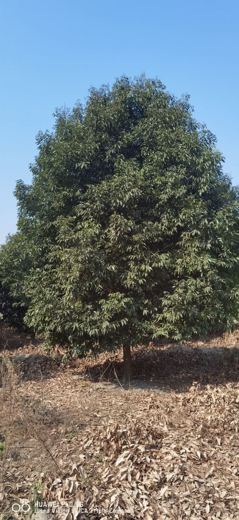成都天竺桂基地直发价格优惠欢迎咨询实地考察
