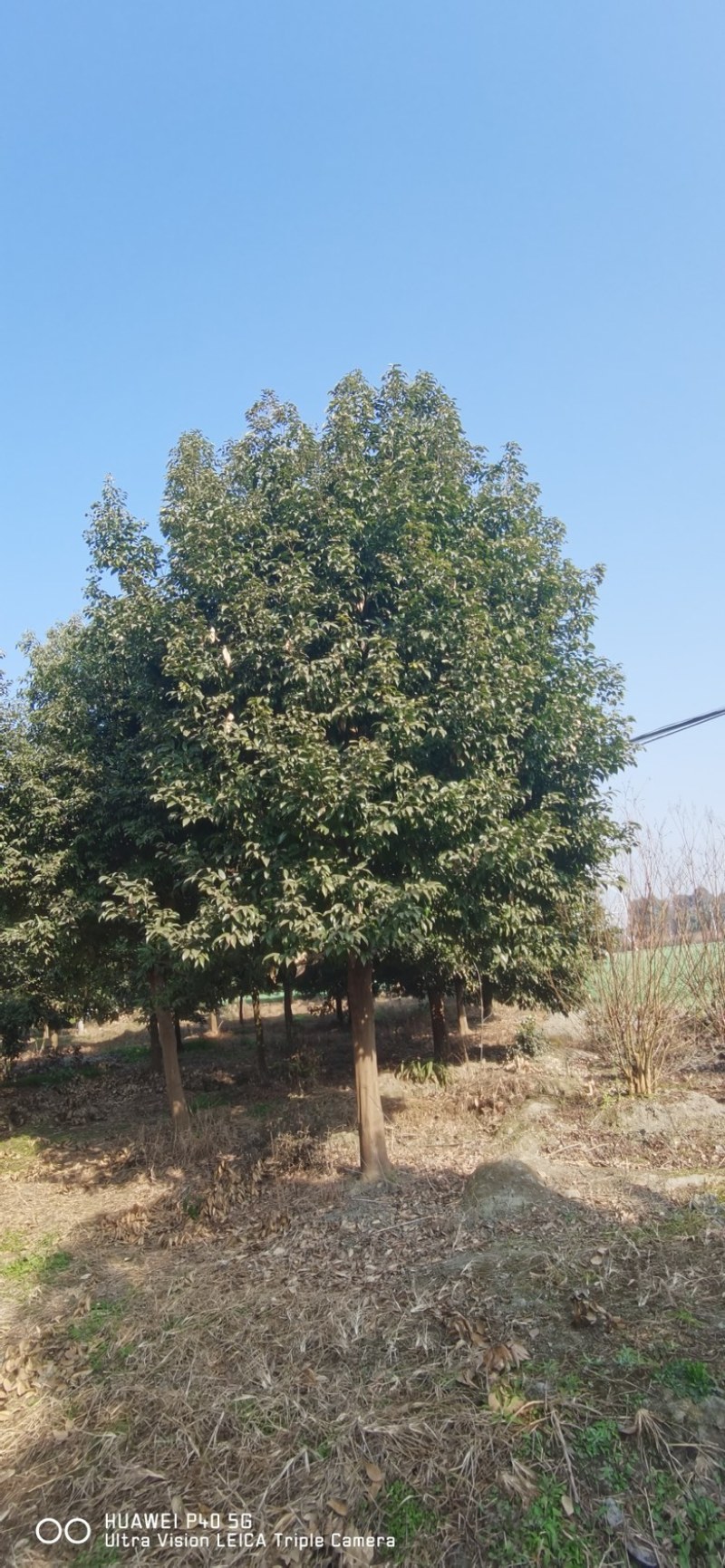 成都天竺桂基地直发价格优惠欢迎咨询实地考察