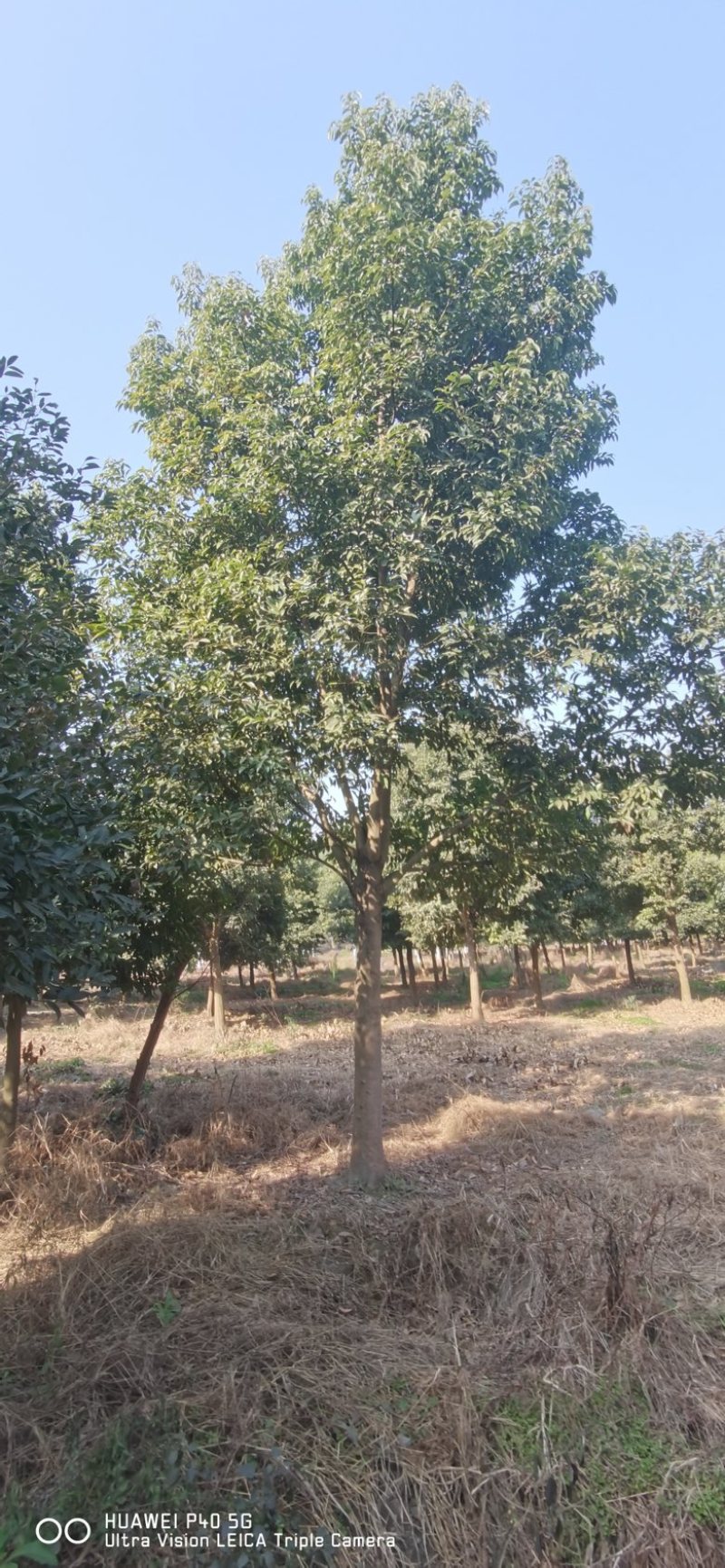 成都天竺桂基地直发价格优惠欢迎咨询实地考察